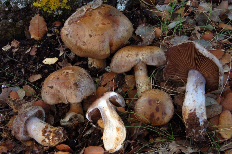 Cortinarius da determinare